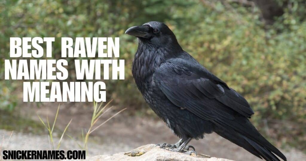 Best Raven Names with Meaning