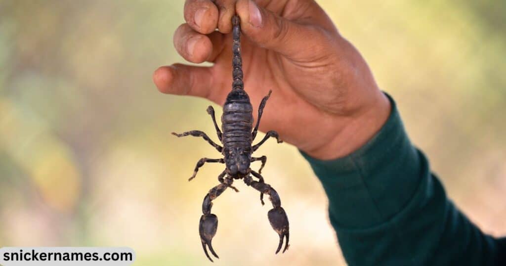 Best Scorpion Names with Meaning