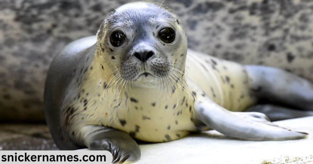 Best Seal Names with Meaning