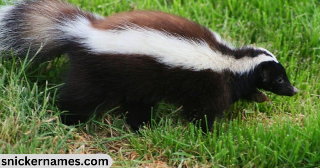 Best Skunk Names