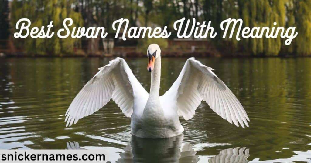 Best Swan Names With Meaning