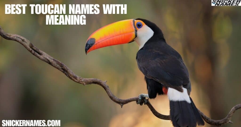 Best Toucan Names with Meaning