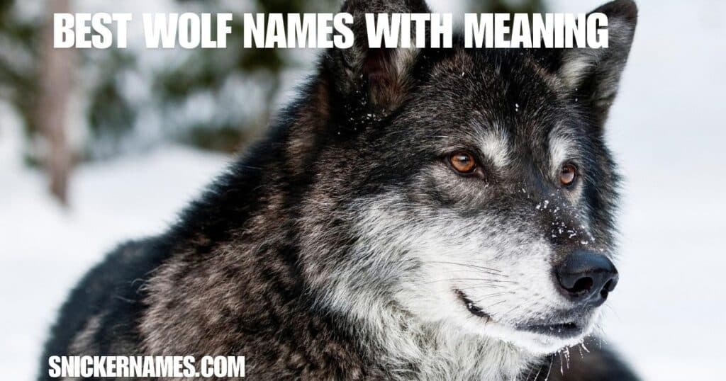 Best Wolf Names with Meaning