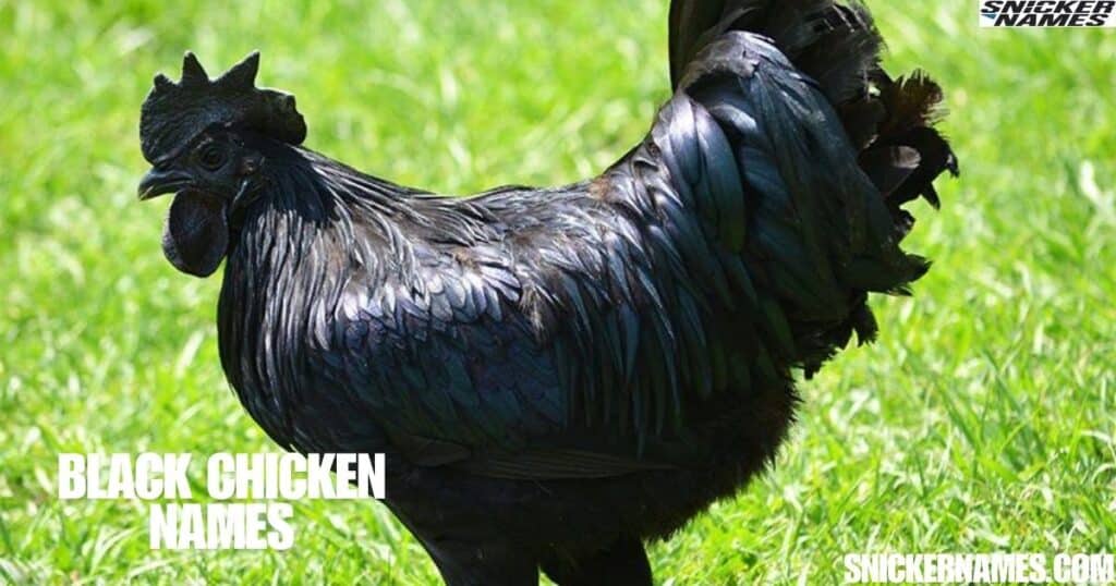 Black Chicken Names