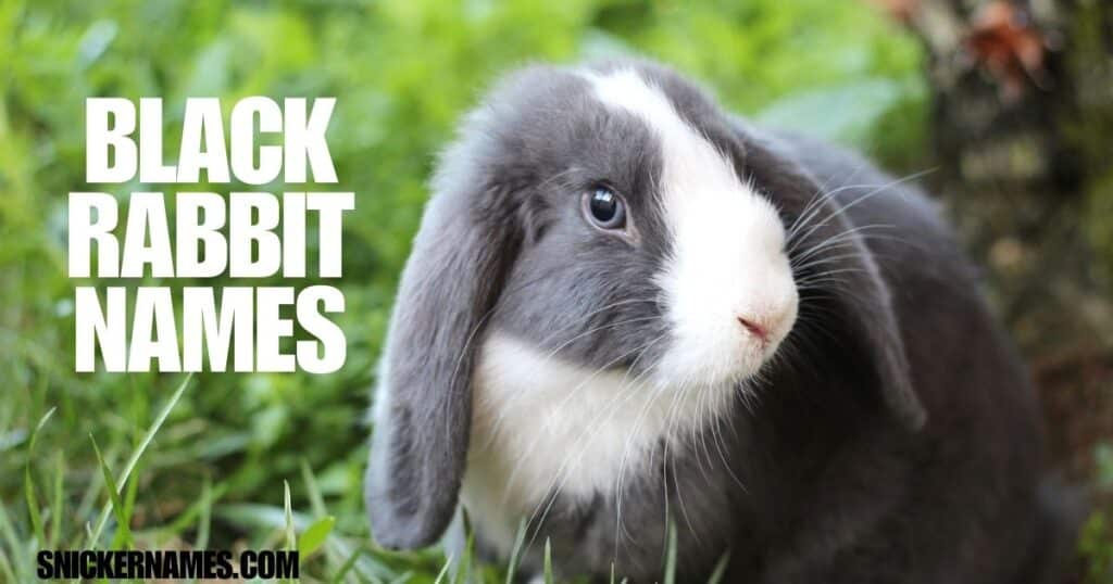 Black Rabbit Names