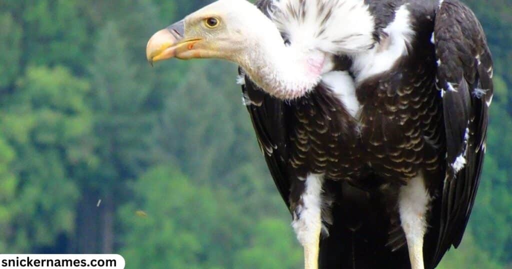 Black Vulture Names