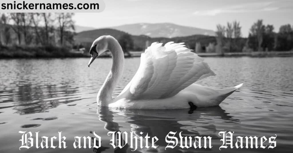 Black and White Swan Names