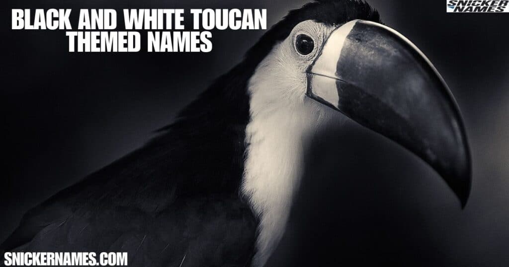 Black and White Toucan-Themed Names