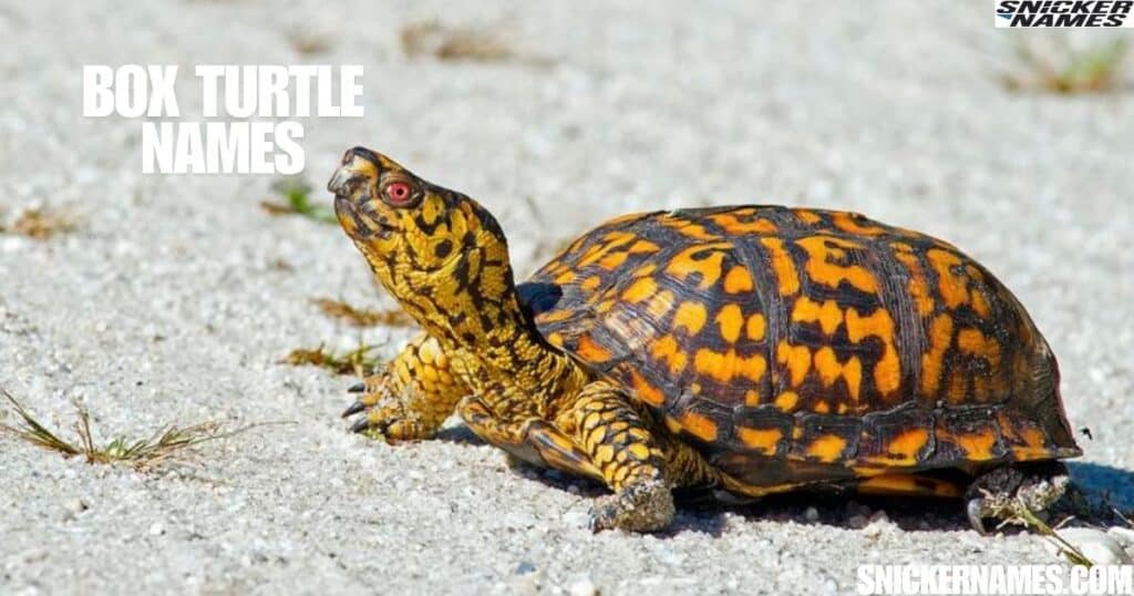 Box Turtle Names