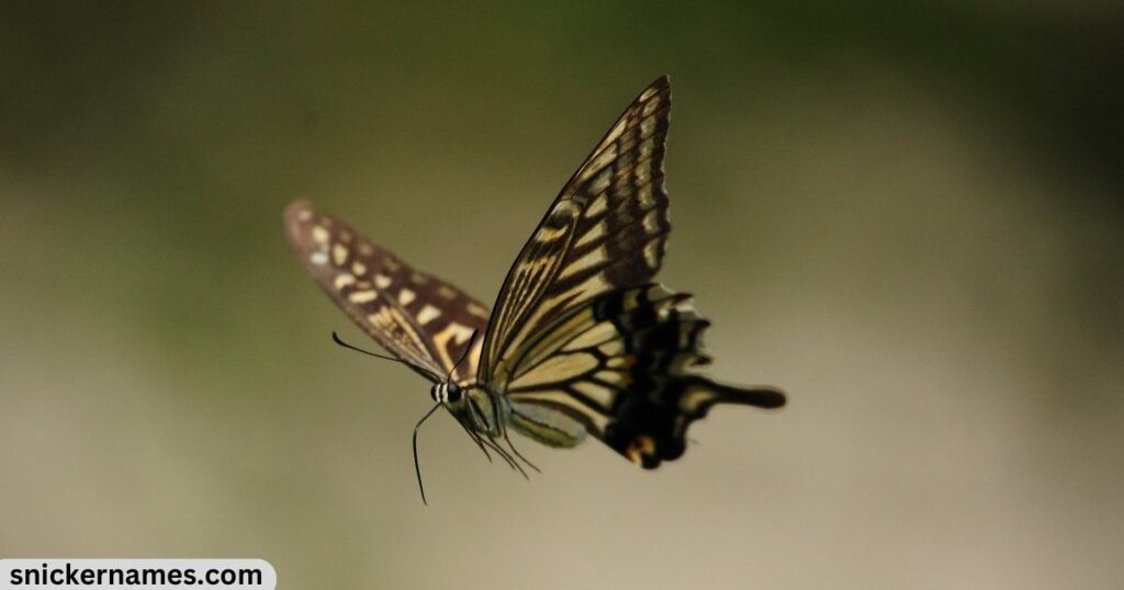 Boy Butterfly Names