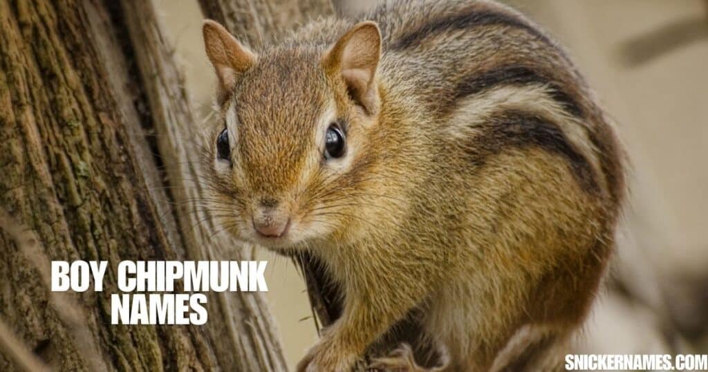 Boy Chipmunk Names