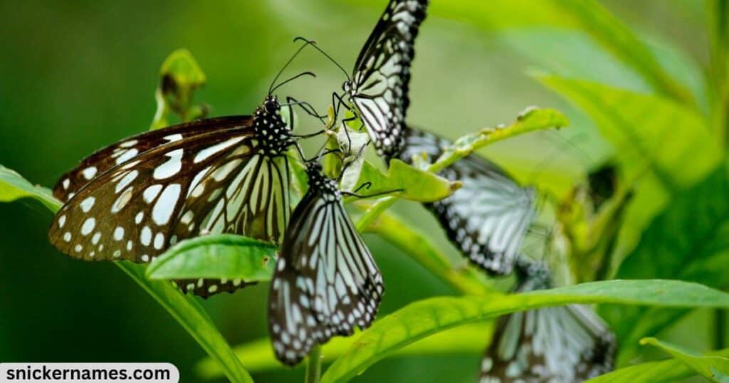 Butterfly Group Names