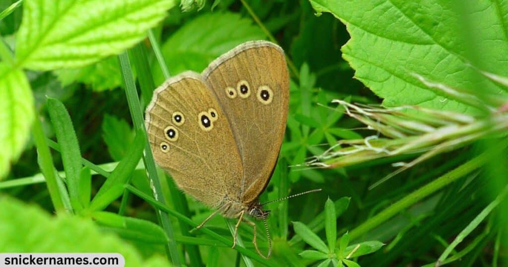 Butterfly Pet Names