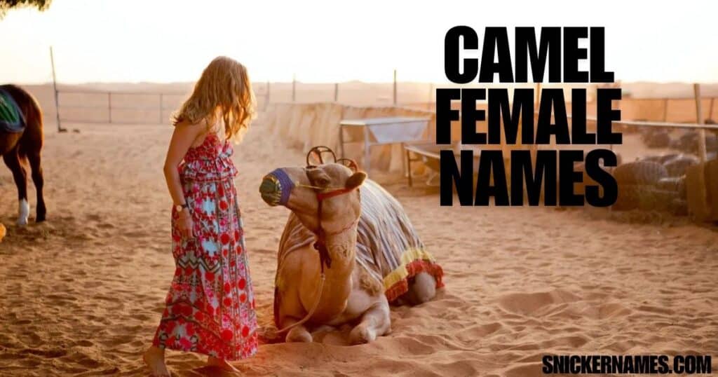 Camel Female Names