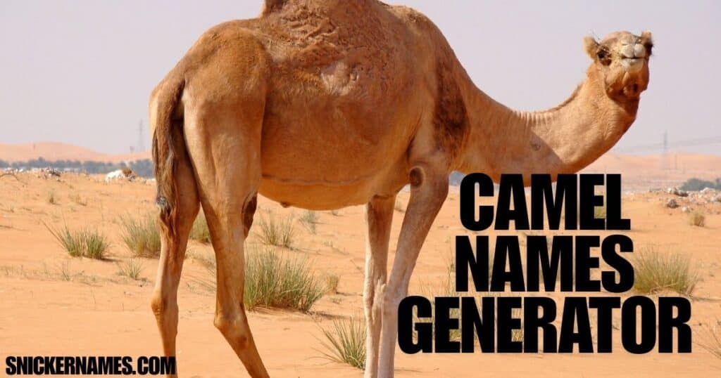 Camel Names Generator