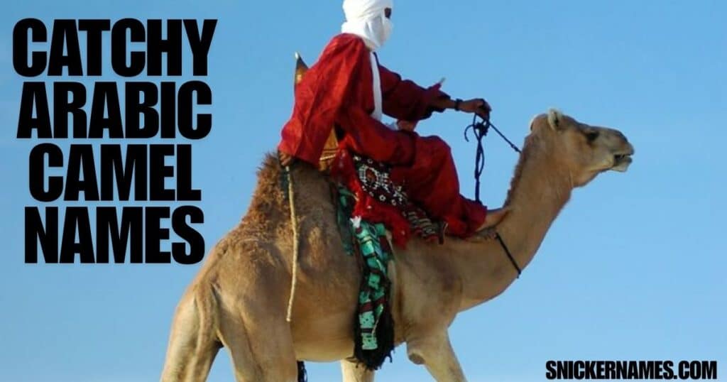 Catchy Arabic Camel Names