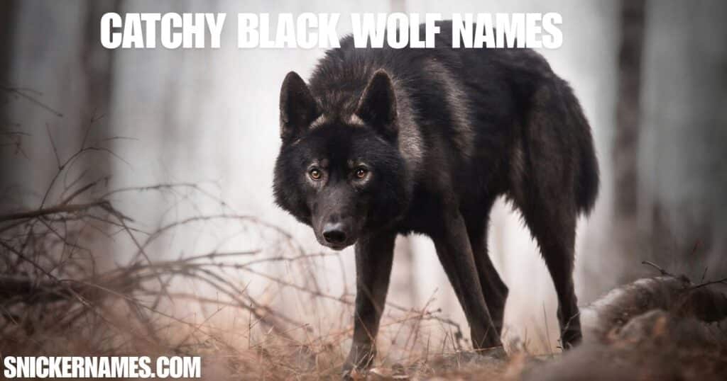 Catchy Black Wolf Names