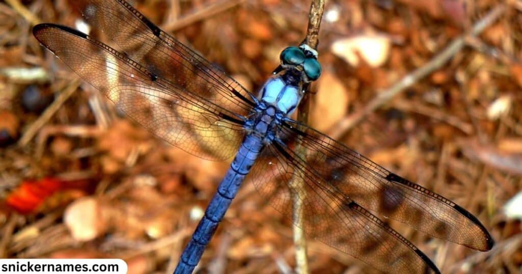 Catchy Blue Dragonfly Names