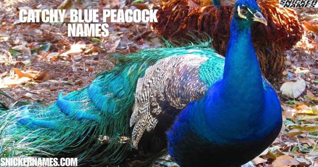 Catchy Blue Peacock Names