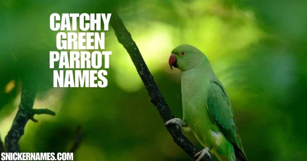 Catchy Green Parrot Names