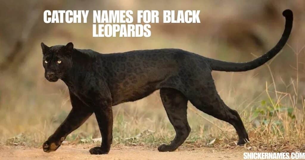 Catchy Names for Black Leopards