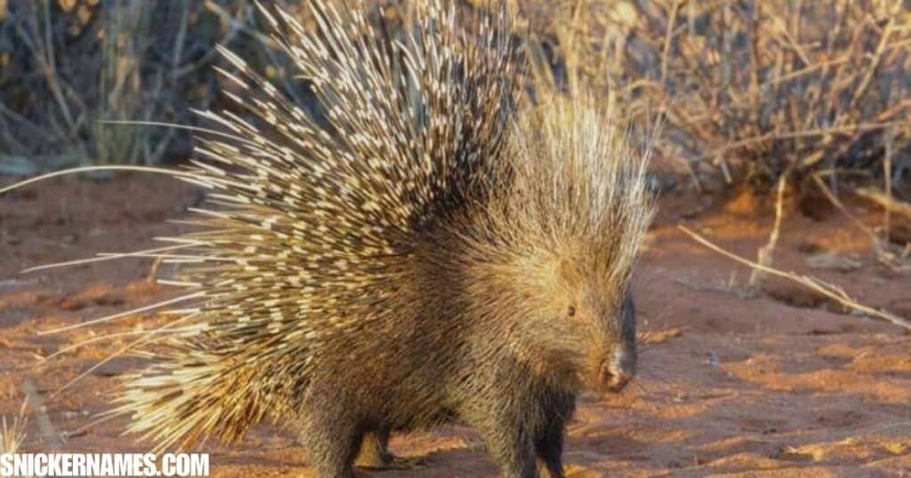 Catchy Porcupine Pet Names