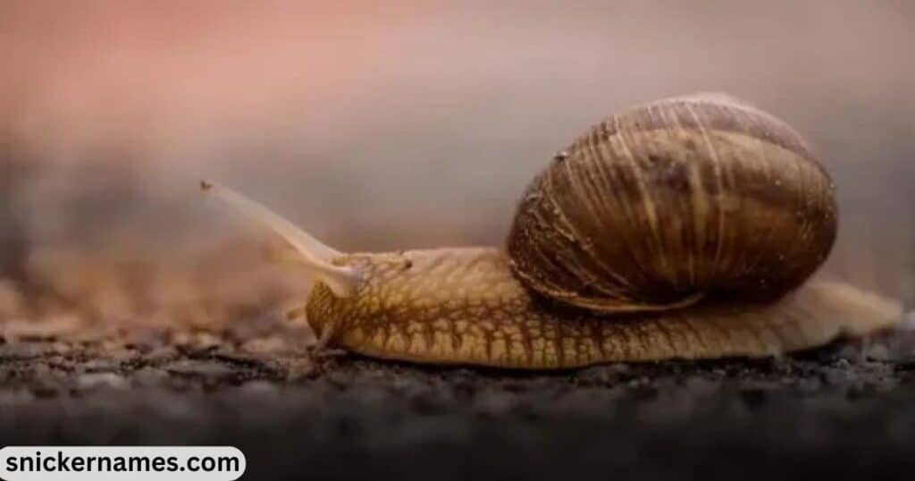 Catchy Snail Male Names