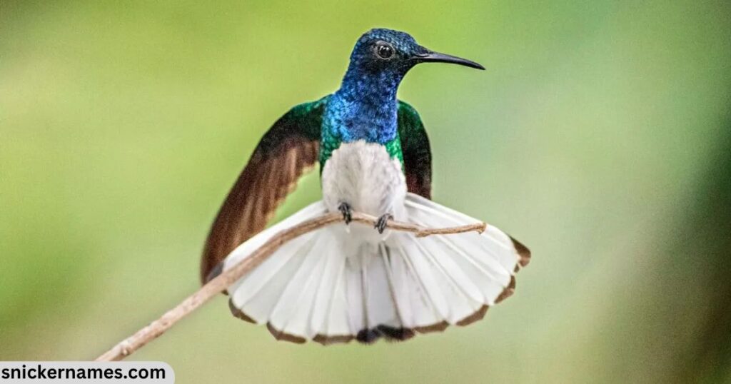 Catchy South American Hummingbird Names