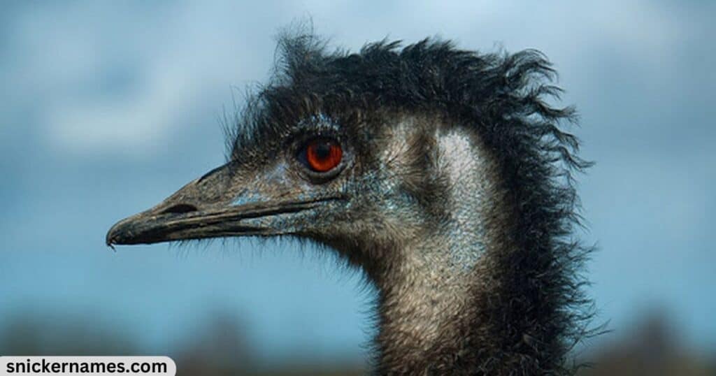 Chic Emu Names