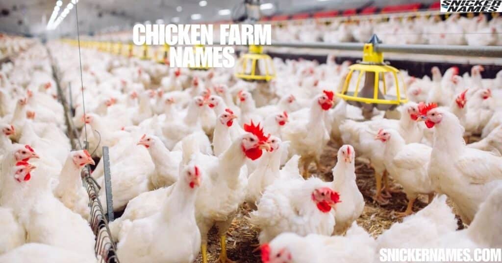 Chicken Farm Names