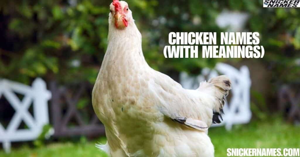 Chicken Names (With Meanings)