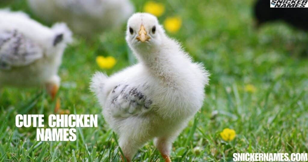 Cute Chicken Names