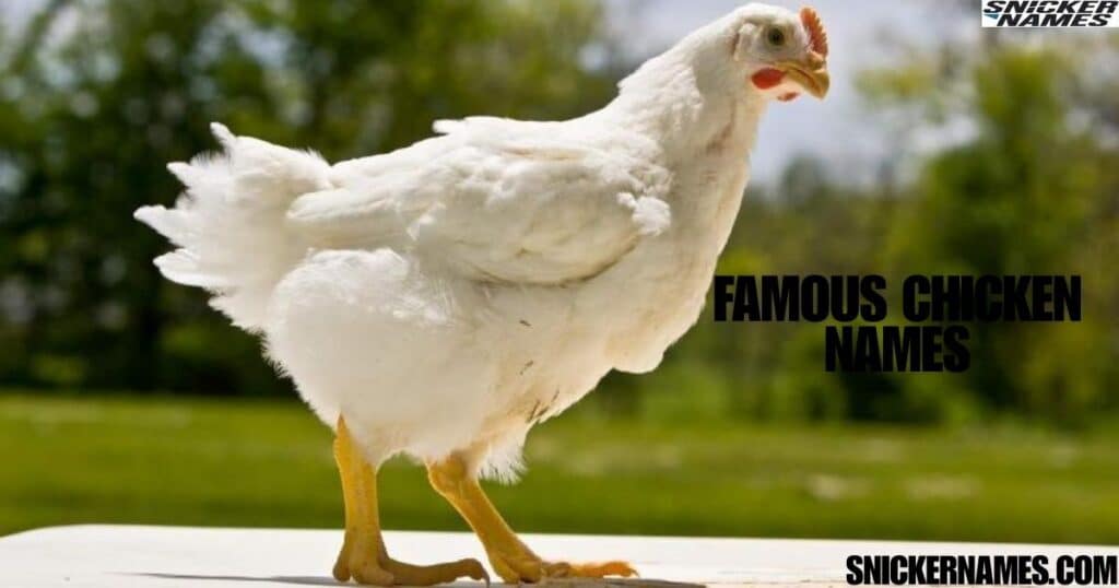 Famous Chicken Names