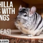 Chinchilla Names With Meanings [400+ Cute Ideas]