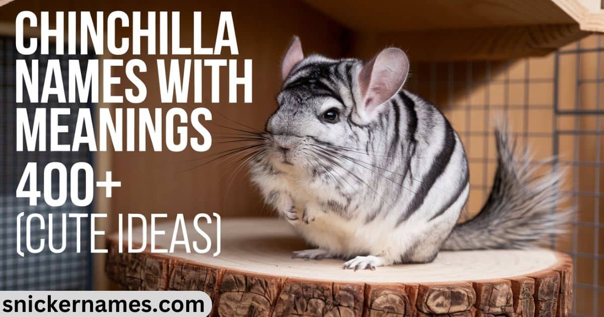 Chinchilla Names With Meanings [400+ Cute Ideas]