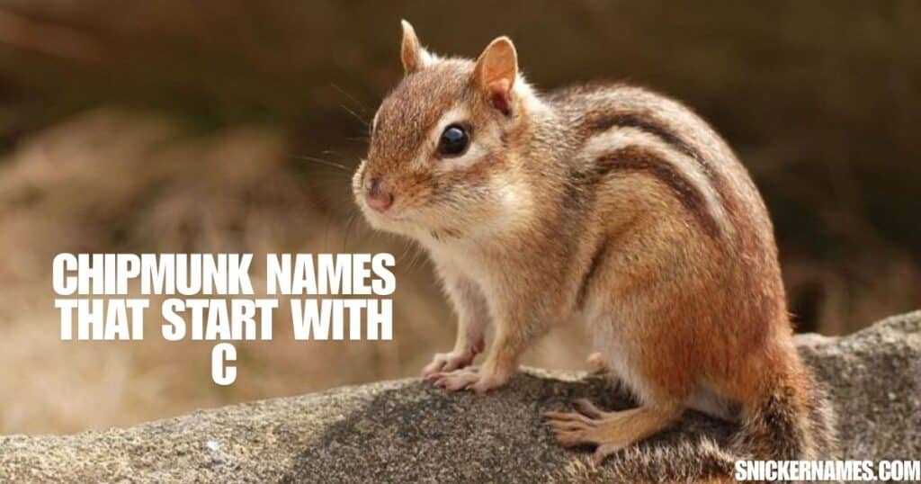 Best Chipmunk Names with Meaning