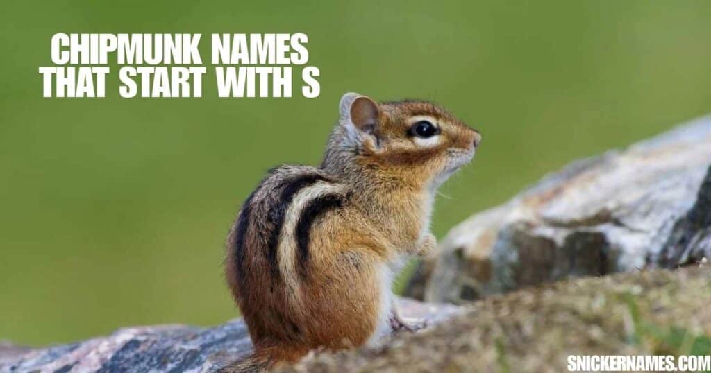 Chipmunk Names that Start with S