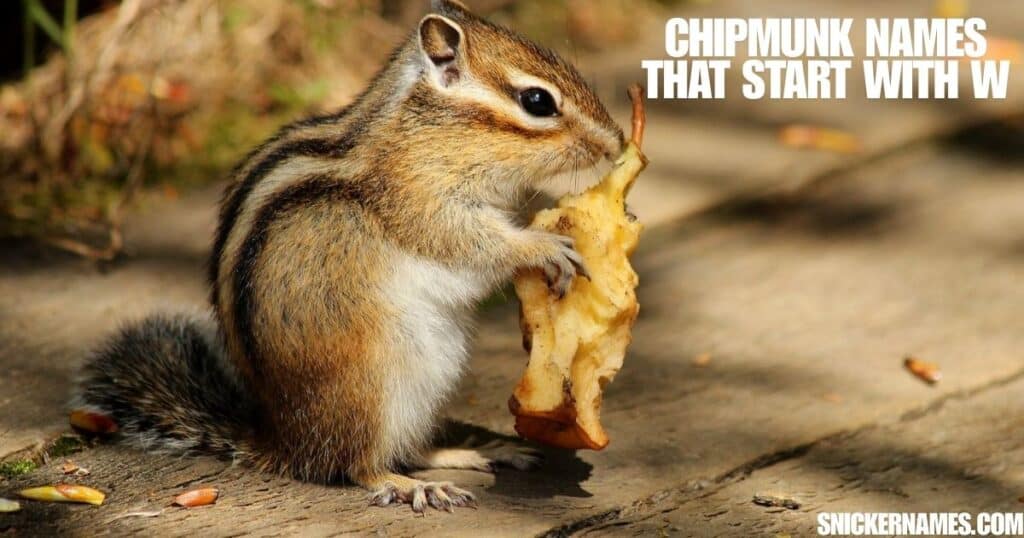 Chipmunk Names that Start with W