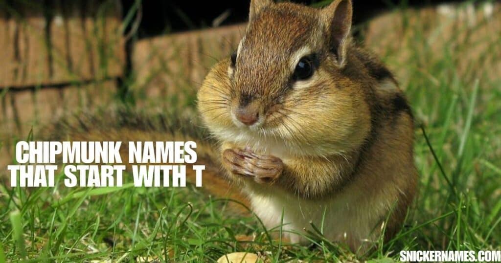 Chipmunk Names that Start with T