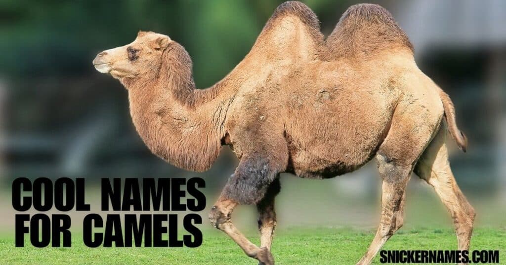 Cool Names for Camels