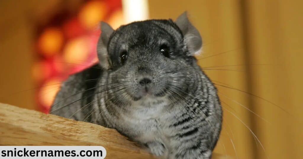 Cool Names for Chinchillas