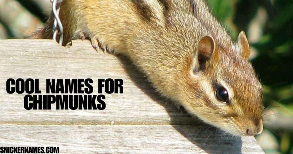 Cool Names for Chipmunks