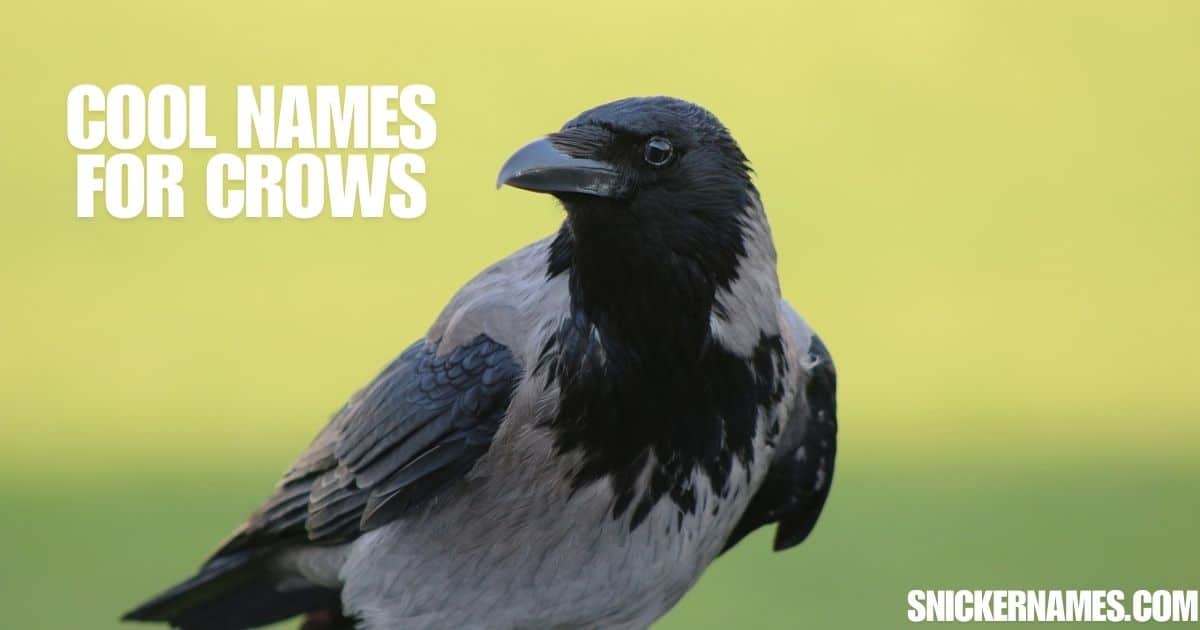 350+ Crow Names | Funny, Cute & Unique Ideas