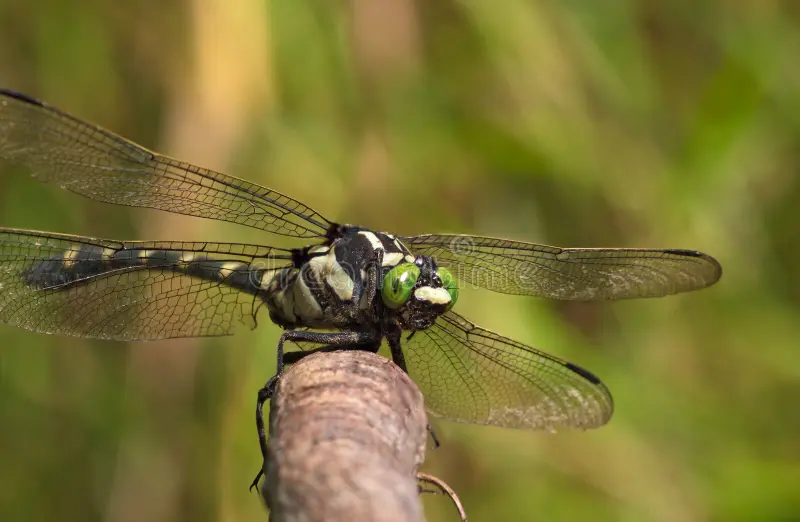 Best Dragonfly Names with Meaning