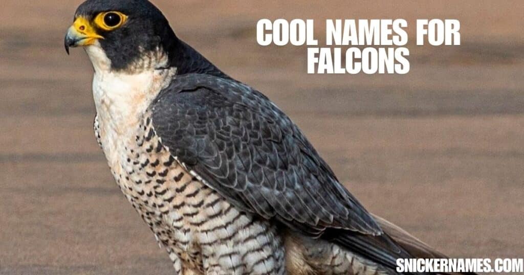 Cool Names for Falcons