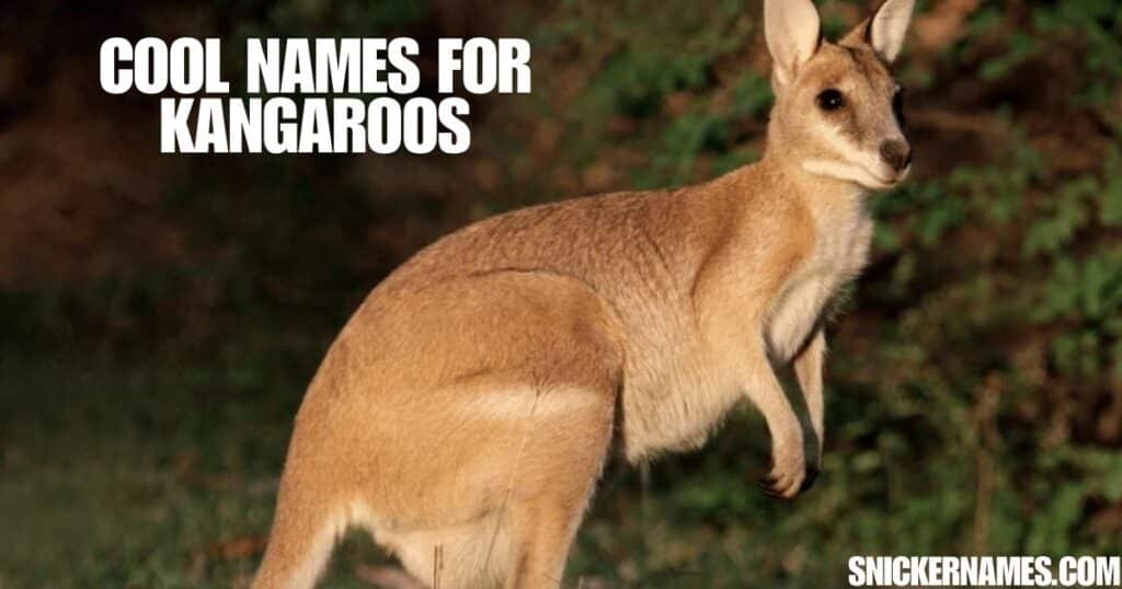 Cool Names for Kangaroos