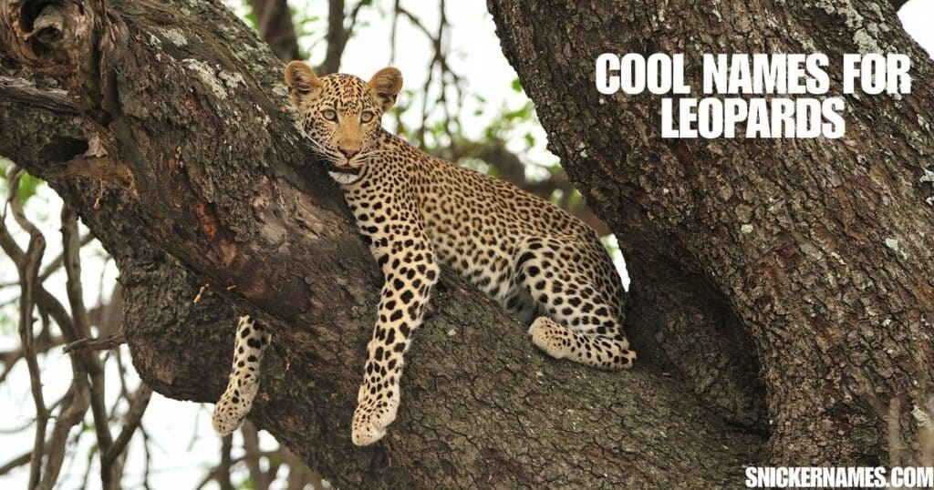 Cool Names for Leopards