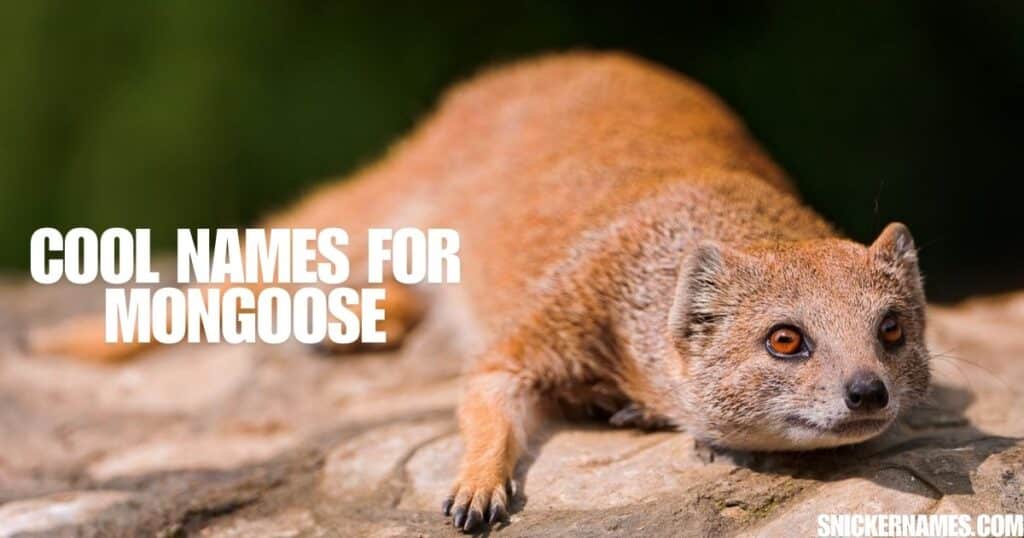 Cool Names for Mongoose