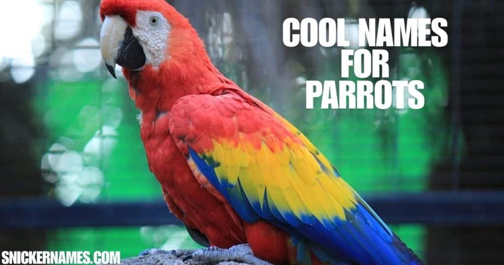 Cool Names for Parrots