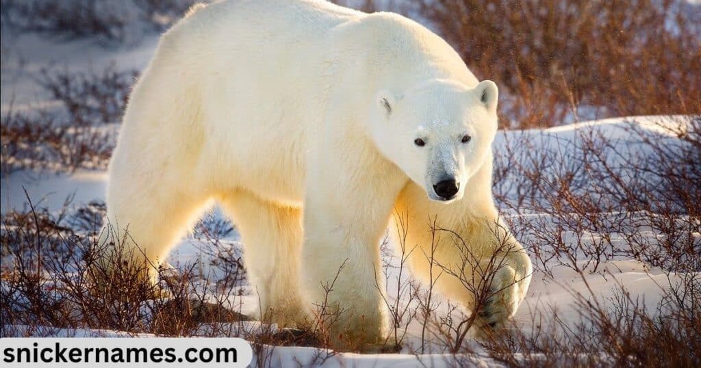 Cool Names for Polar Bears